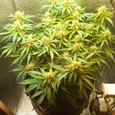 Auto Gagarin growlog timeline photo