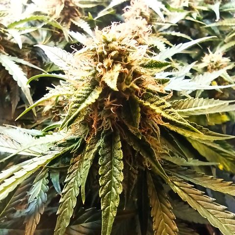 Auto Gagarin growlog timeline photo