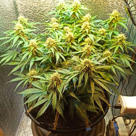 Auto Gagarin growlog timeline photo