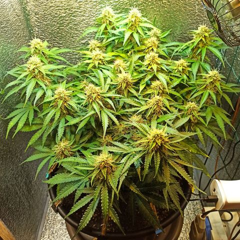 Auto Gagarin growlog timeline photo
