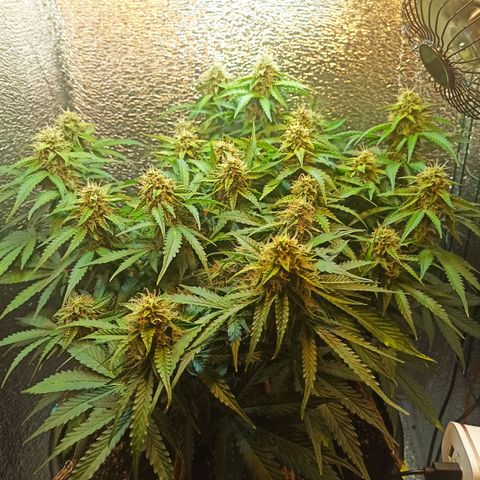 Auto Gagarin growlog timeline photo