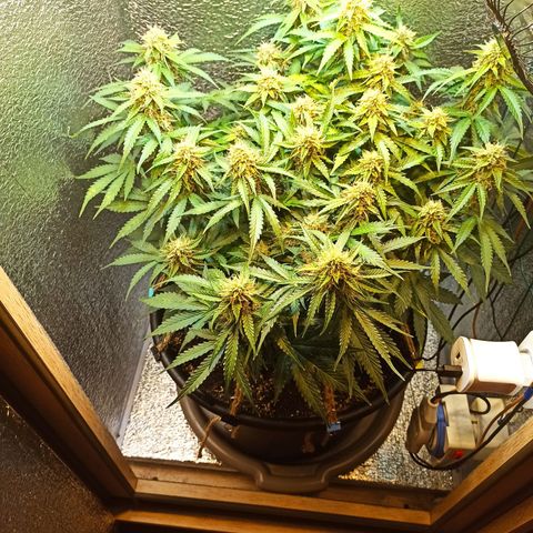 Auto Gagarin growlog timeline photo