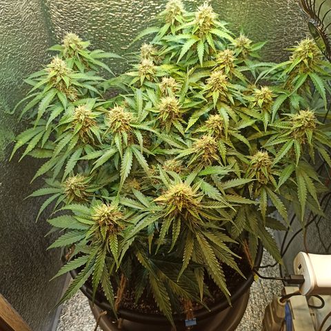 Auto Gagarin growlog timeline photo