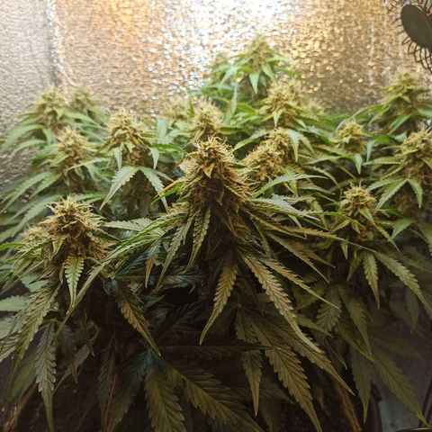 Auto Gagarin growlog timeline photo