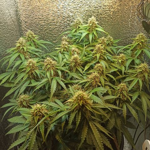 Auto Gagarin growlog timeline photo