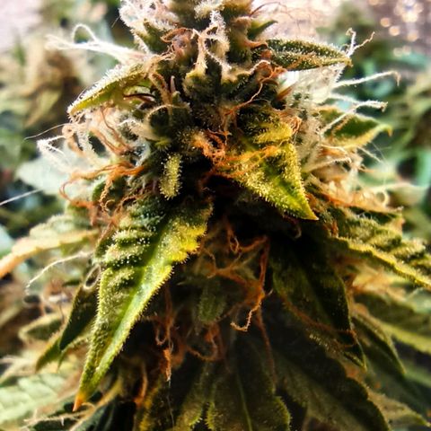 Auto Gagarin growlog timeline photo