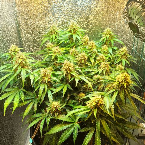 Auto Gagarin growlog timeline photo