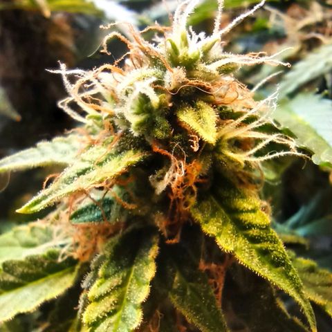 Auto Gagarin growlog timeline photo