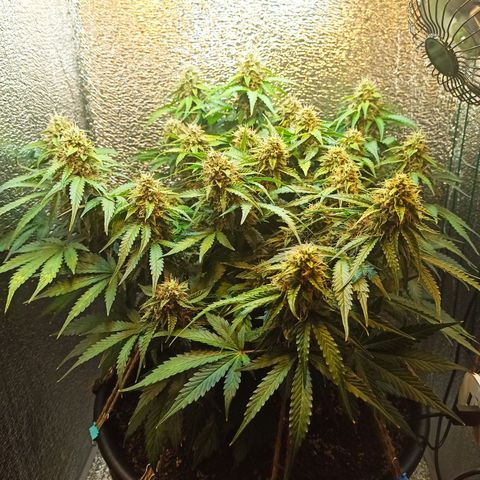 Auto Gagarin growlog timeline photo