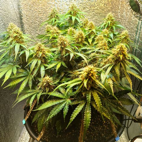 Auto Gagarin growlog timeline photo
