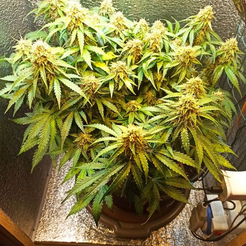 Auto Gagarin growlog timeline photo
