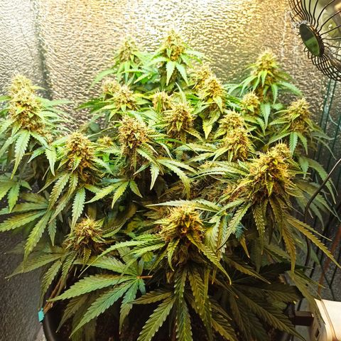 Auto Gagarin growlog timeline photo