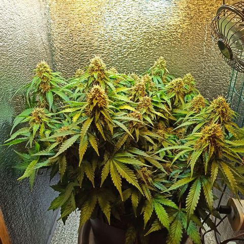 Auto Gagarin growlog timeline photo