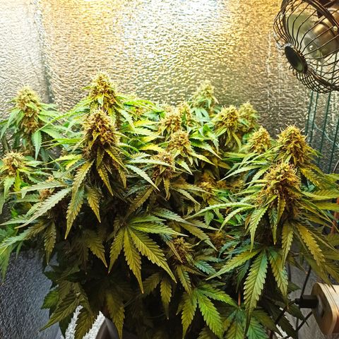 Auto Gagarin growlog timeline photo