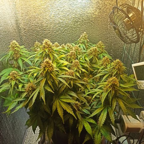 Auto Gagarin growlog timeline photo