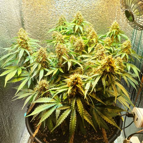 Auto Gagarin growlog timeline photo