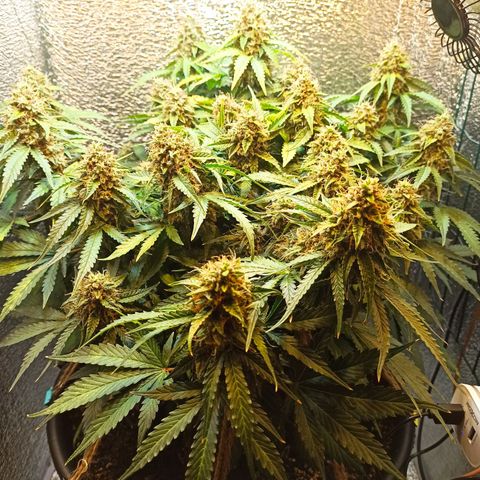 Auto Gagarin growlog timeline photo