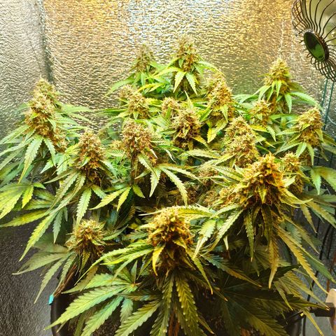 Auto Gagarin growlog timeline photo
