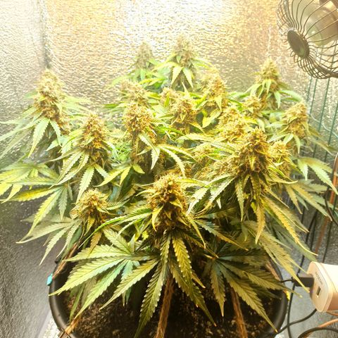 Auto Gagarin growlog timeline photo