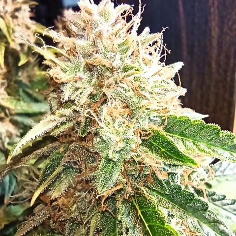 Auto Gagarin growlog timeline photo