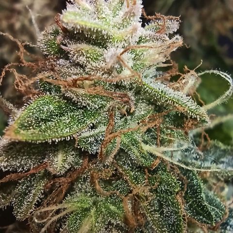 Auto Gagarin growlog timeline photo