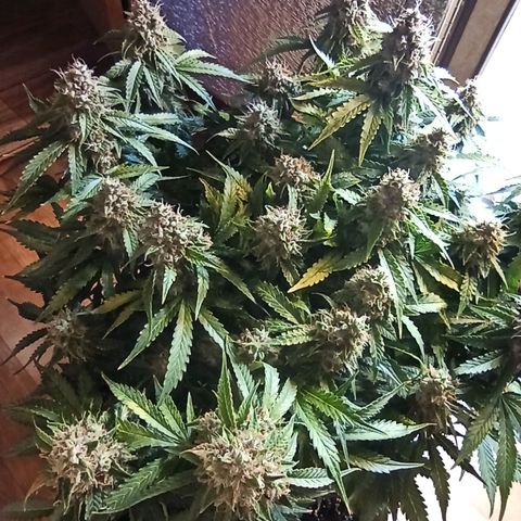 Auto Gagarin growlog timeline photo