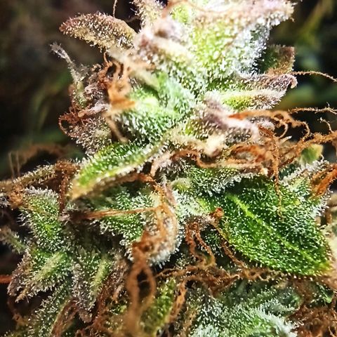 Auto Gagarin growlog timeline photo
