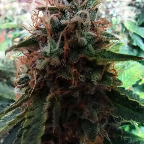 Auto Gagarin growlog timeline photo