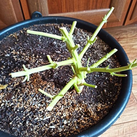 Auto Gagarin growlog timeline photo
