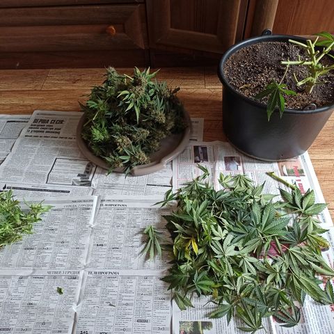 Auto Gagarin growlog timeline photo