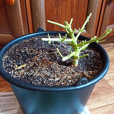 Auto Gagarin growlog timeline photo