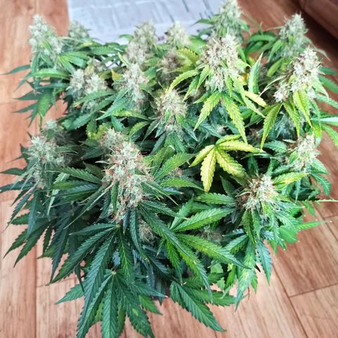 Auto Gagarin growlog timeline photo