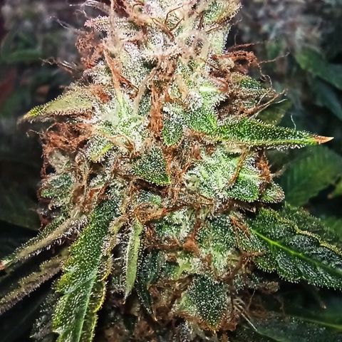 Auto Gagarin growlog timeline photo