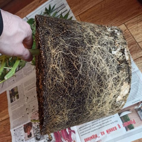 Auto Gagarin growlog timeline photo