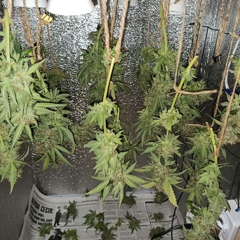 Auto Gagarin growlog timeline photo