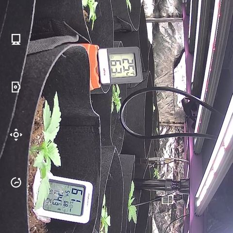 Blue gelato 41  growlog timeline photo