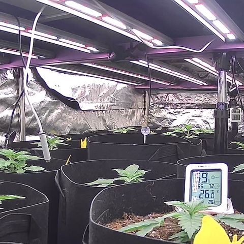 Blue gelato 41  growlog timeline photo