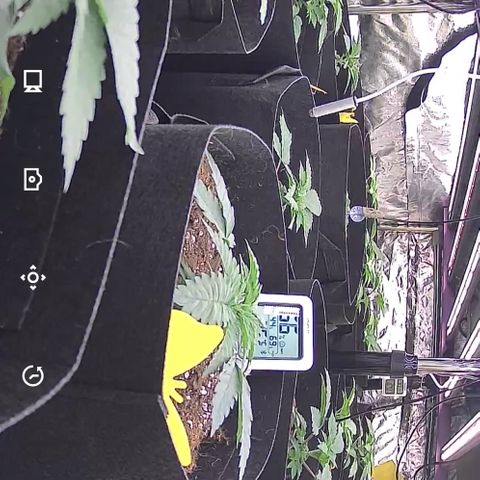 Blue gelato 41  growlog timeline photo