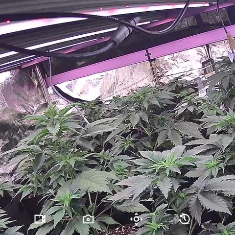 Blue gelato 41  growlog timeline photo