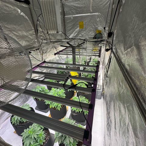 Blue gelato 41  growlog photo: Topping 