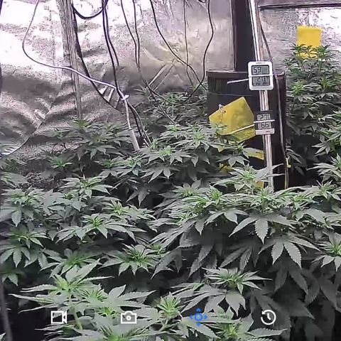 Blue gelato 41  growlog photo: Acqua 2L