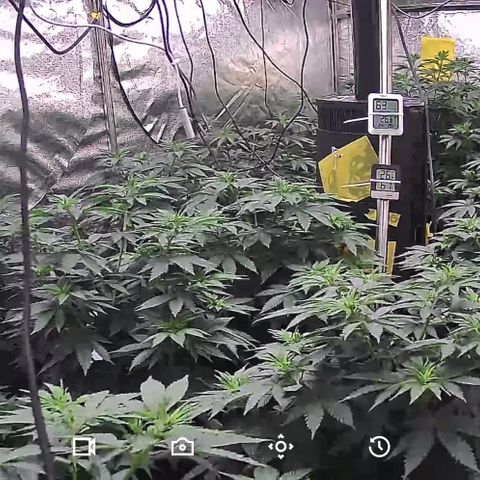 Blue gelato 41  growlog timeline photo