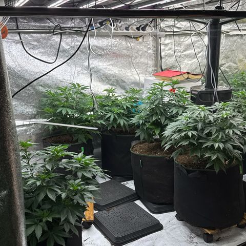 Blue gelato 41  growlog photo: 30L