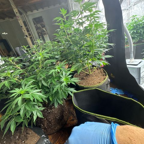 Blue gelato 41  growlog timeline photo