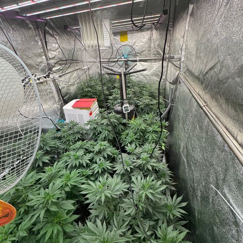 Blue gelato 41  growlog timeline photo