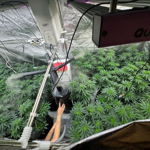 Blue gelato 41  growlog photo:  Olio di neem fatto 
3/4 giorni fa da ripetere fra 2 giorni 
 
Terra di diatomee data oggi 