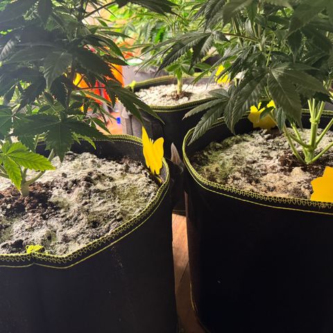 Blue gelato 41  growlog photo:  Olio di neem fatto 
3/4 giorni fa da ripetere fra 2 giorni 
 
Terra di diatomee data oggi 