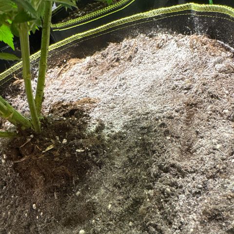 Blue gelato 41  growlog photo:  Olio di neem fatto 
3/4 giorni fa da ripetere fra 2 giorni 
 
Terra di diatomee data oggi 