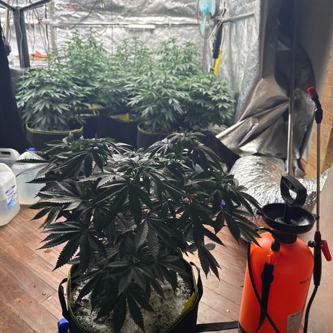 Blue gelato 41  growlog photo: Oggi fert 