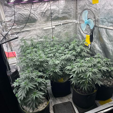 Blue gelato 41  growlog photo: Oggi fert 